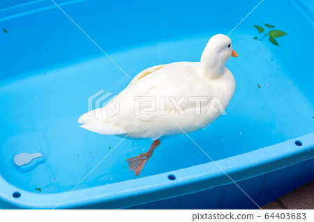 Cold duck to play with water Cold duck 64403683