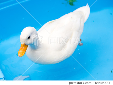 Cold duck to play with water Cold duck 64403684