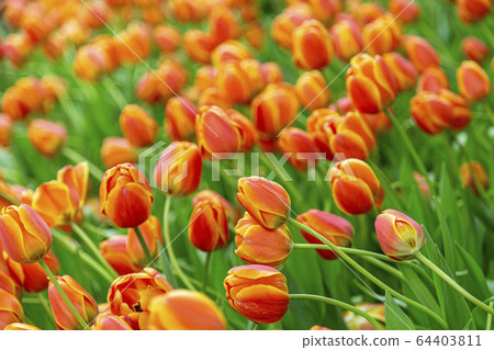 Group of tulip flowrs blooming Group of tulip flowrs blooming 64403811