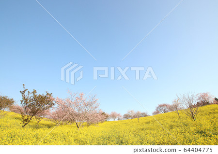 To木縣益子市小葉古墳,油菜花和櫻花 To木縣益子市小葉古墳,油菜花和櫻花 64404775