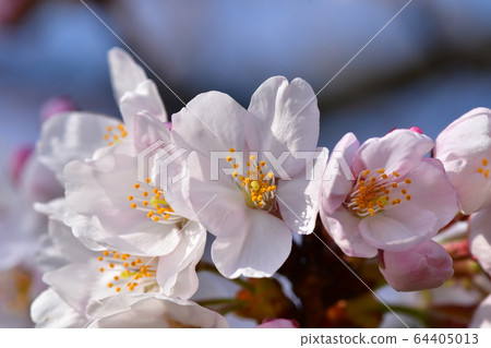 Cherry tree in full bloom  64405013
