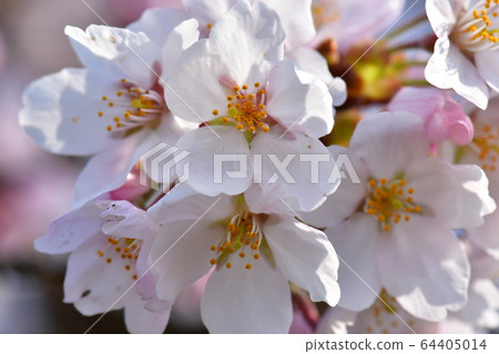 Spring full bloom 64405014