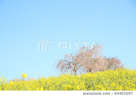 Rape blossoms and cherry blossoms, Koyako Burial Mounds, Mashiko Town, Tochigi Prefecture 64405097