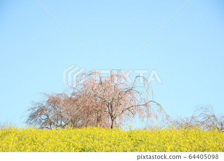 Rape blossoms and cherry blossoms, Koyako Burial Mounds, Mashiko Town, Tochigi Prefecture Rape blossoms and cherry blossoms, Koyako Burial Mounds, Mashiko Town, Tochigi Prefecture 64405098