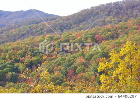 美國北卡羅萊納州藍岭公園大道的秋葉 64406297
