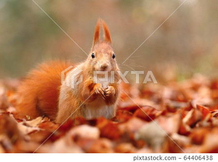 Hairy red common squirrel Sciurus vulgaris Hairy red common squirrel Sciurus vulgaris 64406438