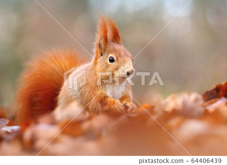 Hairy red common squirrel Sciurus vulgaris Hairy red common squirrel Sciurus vulgaris 64406439