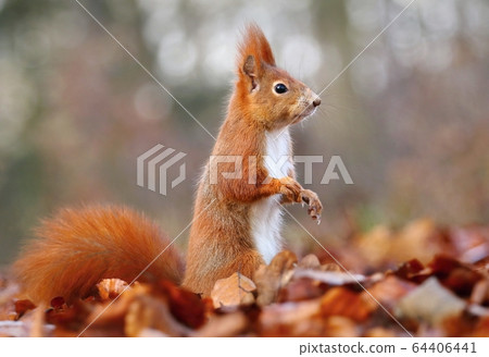 Hairy red common squirrel Sciurus vulgaris Hairy red common squirrel Sciurus vulgaris 64406441
