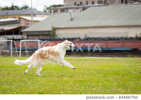 Cream borzoi outdoor on dog show at summer Cream borzoi outdoor on dog show at summer 64406700