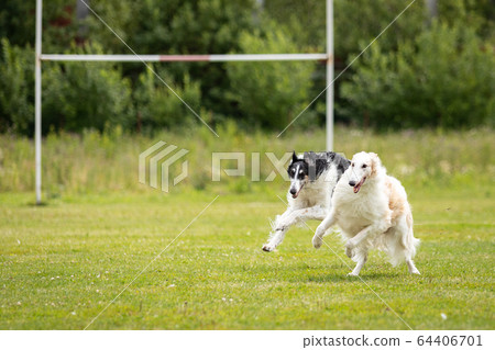 Two dogs outdoor on dog show at summer 64406701