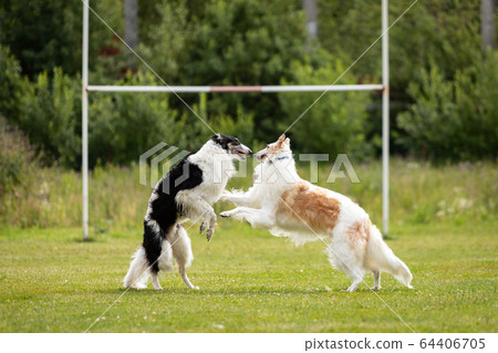 Two dogs outdoor on dog show at summer Two dogs outdoor on dog show at summer 64406705