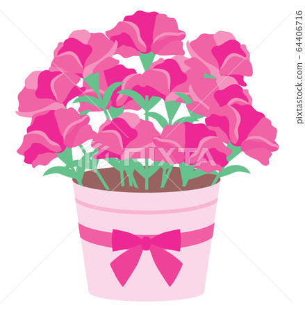 粉色康乃馨盆栽植物 64406716