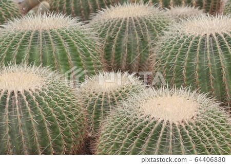 21 March 2008 Cactus, family Cactaceae, plural - Stock Photo [64406880] -  PIXTA