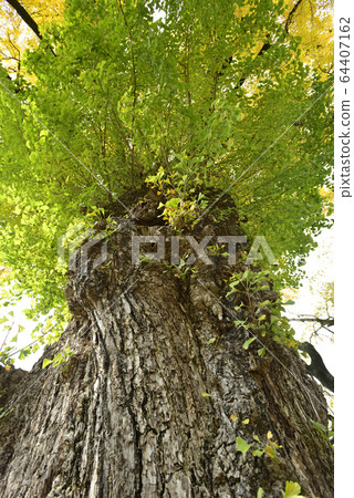 Great ginkgo of Kyoto gyoen exotic ruins 64407162