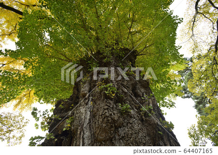 Great ginkgo of Kyoto gyoen exotic ruins 64407165