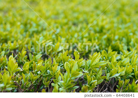 Young green dense foliage of shrubs as a background close-up. Young green dense foliage of shrubs as a background close-up. 64408641