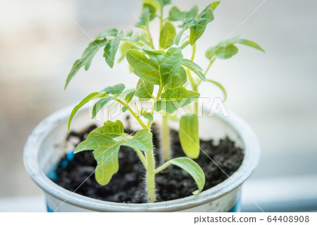Tomato green sprouts on window Tomato green sprouts on window 64408908