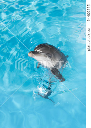dolphin 64409235