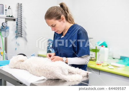 Veterinarian at work, examining a dog. Veterinarian at work, examining a dog. 64409587