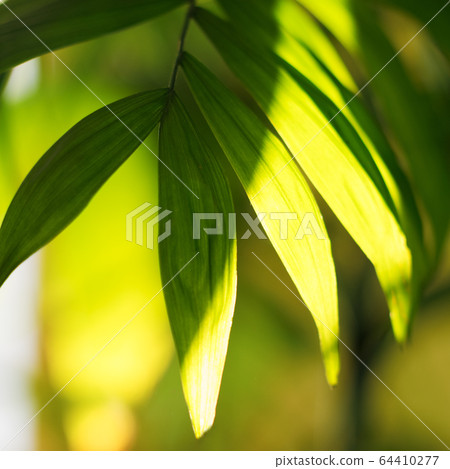 Tropical palm leaves and their shadows on a yellow background Tropical palm leaves and their shadows on a yellow background 64410277