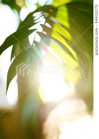 Tropical palm leaves and their shadows on a yellow background Tropical palm leaves and their shadows on a yellow background 64410278