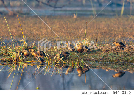 lesser whistling duck or Dendrocygna javanica flock with reflection in water in keoladeo national park or bharatpur bird sanctuary, rajasthan, india 64410360