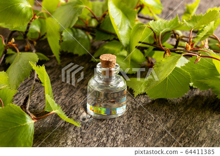 A bottle of essential oil with fresh birch branches A bottle of essential oil with fresh birch branches 64411385