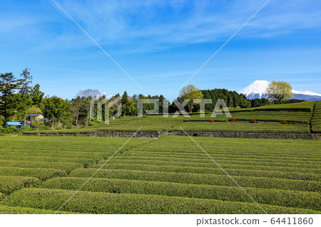 Tea field (spring) 64411860