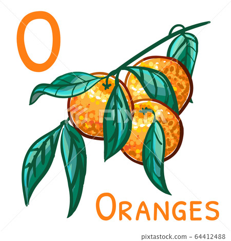 Letter o from the english alphabet, word cards - oranges. Vector Illustration with a branch of oranges for a childrens book. 64412488