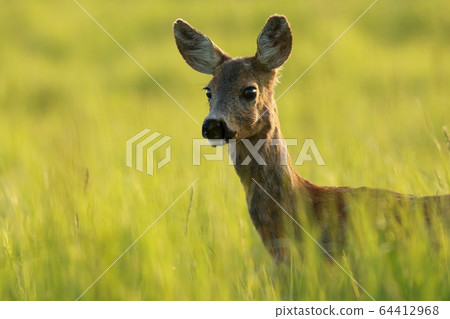 Close-up of an interested roe deer doe observing with interest on meadow Close-up of an interested roe deer doe observing with interest on meadow 64412968