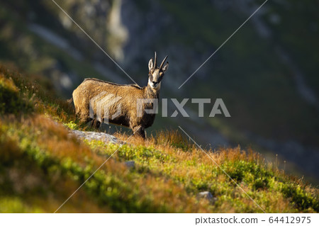 Alert tatra chamois looking into camera on a hillside in summer mountains Alert tatra chamois looking into camera on a hillside in summer mountains 64412975