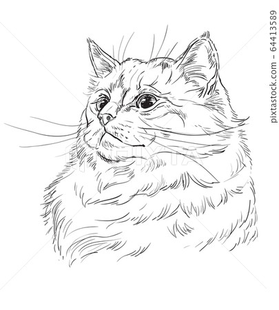 Vector hand drawing cat 10 Vector hand drawing cat 10 64413589