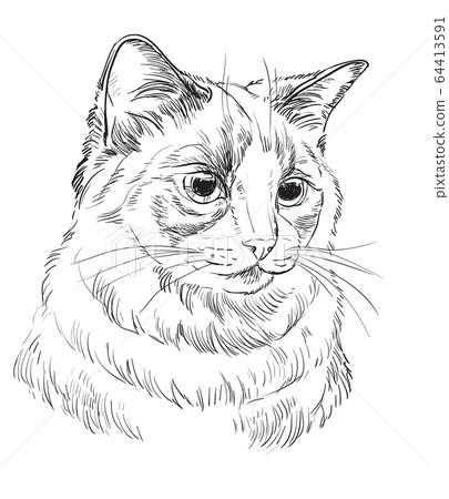Vector hand drawing cat 5 Vector hand drawing cat 5 64413591