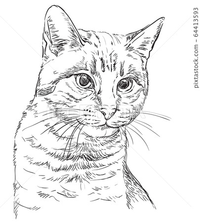 Vector hand drawing cat 2 Vector hand drawing cat 2 64413593