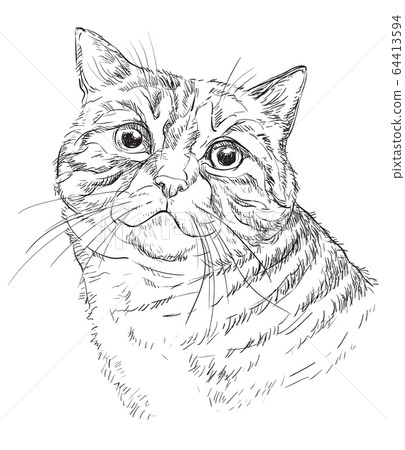 Vector hand drawing cat 1 Vector hand drawing cat 1 64413594