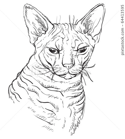 Vector hand drawing cat 3 64413595