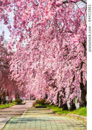 Weeping cherry blossoms on the Nichichu Line Kitakata City, Fukushima Prefecture 64413861