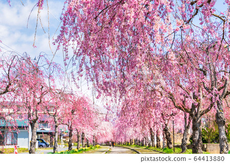 Weeping cherry blossoms on the Nichichu Line Kitakata City, Fukushima Prefecture 64413880
