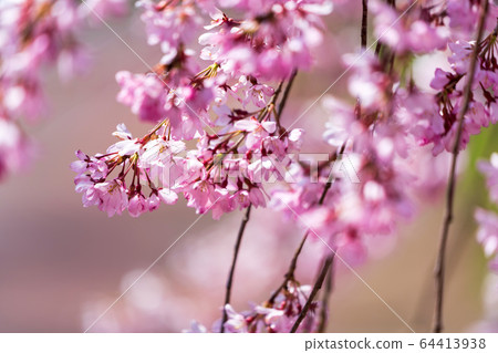 Weeping cherry blossoms on the Nichichu Line Kitakata City, Fukushima Prefecture Weeping cherry blossoms on the Nichichu Line Kitakata City, Fukushima Prefecture 64413938