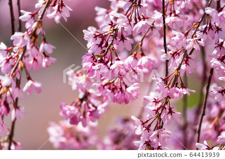 Weeping cherry blossoms on the Nichichu Line Kitakata City, Fukushima Prefecture Weeping cherry blossoms on the Nichichu Line Kitakata City, Fukushima Prefecture 64413939