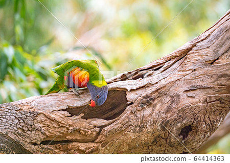 Rainbow Lorikeet Looking into the Cave Rainbow Lorikeet Looking into the Cave 64414363