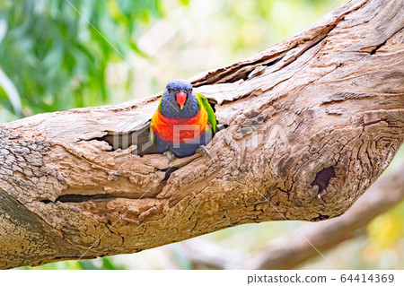 Rainbow Lorikeet從洞穴1露出臉 Rainbow Lorikeet從洞穴1露出臉 64414369