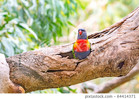 Rainbow Lorikeet 2從山洞裡露出臉 Rainbow Lorikeet 2從山洞裡露出臉 64414371