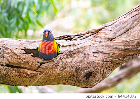 Rainbow Lorikeet left side showing face from the cave 64414372