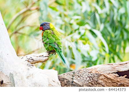 Rainbow Lorikeet's back 64414373