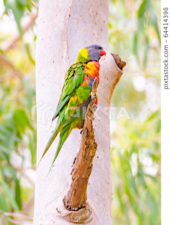 Sideways Rainbow Lorikeet Sideways Rainbow Lorikeet 64414398