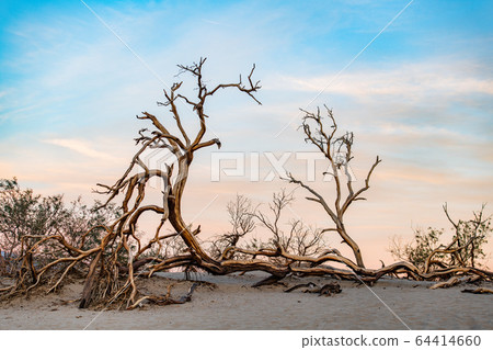 Dead tree and sand dunes on a sunset in the Death Valley National Park, California, USA. Dead tree and sand dunes on a sunset in the Death Valley National Park, California, USA. 64414660