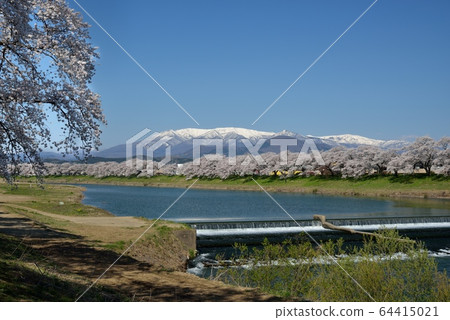 市m千本櫻風景 市m千本櫻風景 64415021