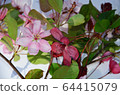 Pink flowers of apple tree lie on white background 64415079