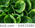Hosta blooming leaves in early summer 64415080